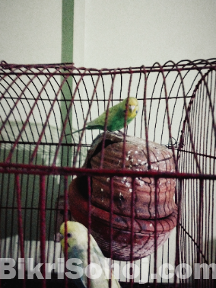 বাজিগার পাখি